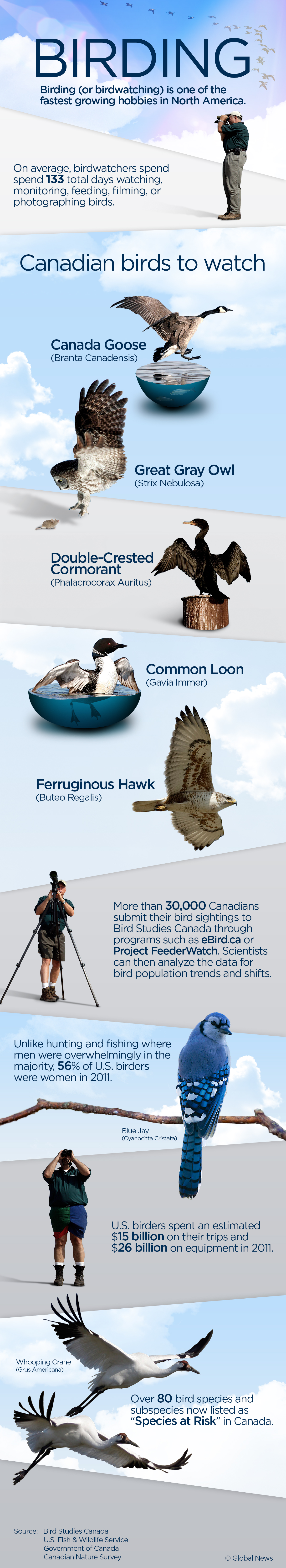 Birding hobby soars in popularity across North America - image