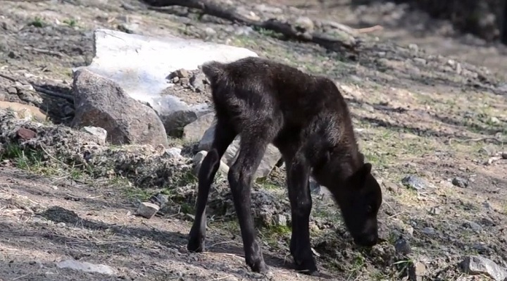 Montreal’s Ecomuseum welcomes two new adorable baby caribou.