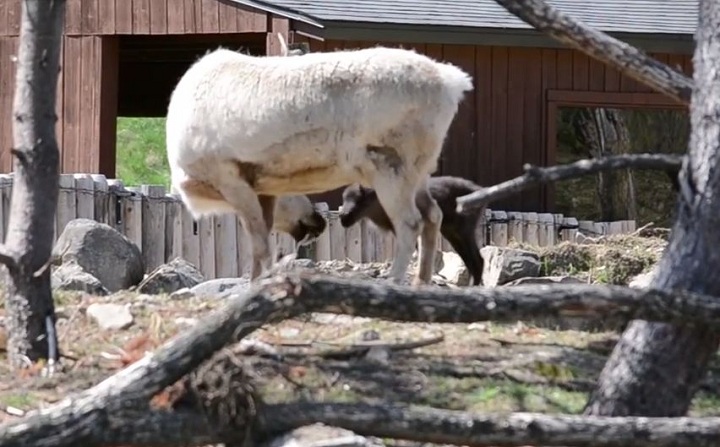 Montreal’s Ecomuseum welcomes two new adorable baby caribou.