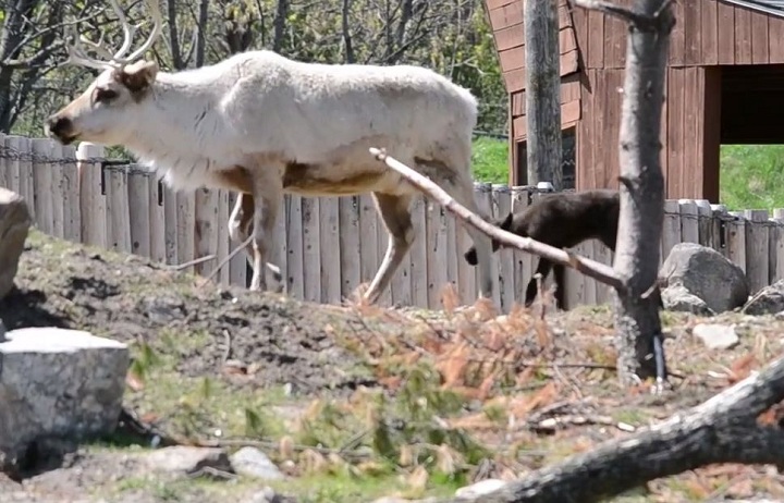 Montreal’s Ecomuseum welcomes two new adorable baby caribou.