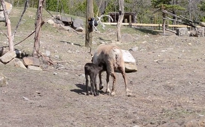 Montreal’s Ecomuseum welcomes two new adorable baby caribou.