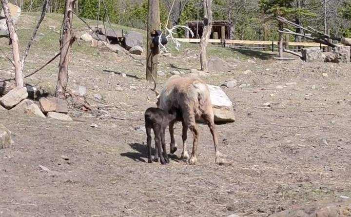 Montreal's Ecomuseum confirmed that one of the two baby caribou born in May has died.