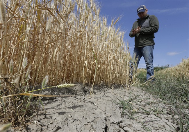Gino Celli inspects wheat nearing harvest on his farm near Stockton, Calif.