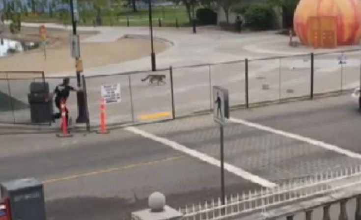 Cougar captured in downtown Penticton - image