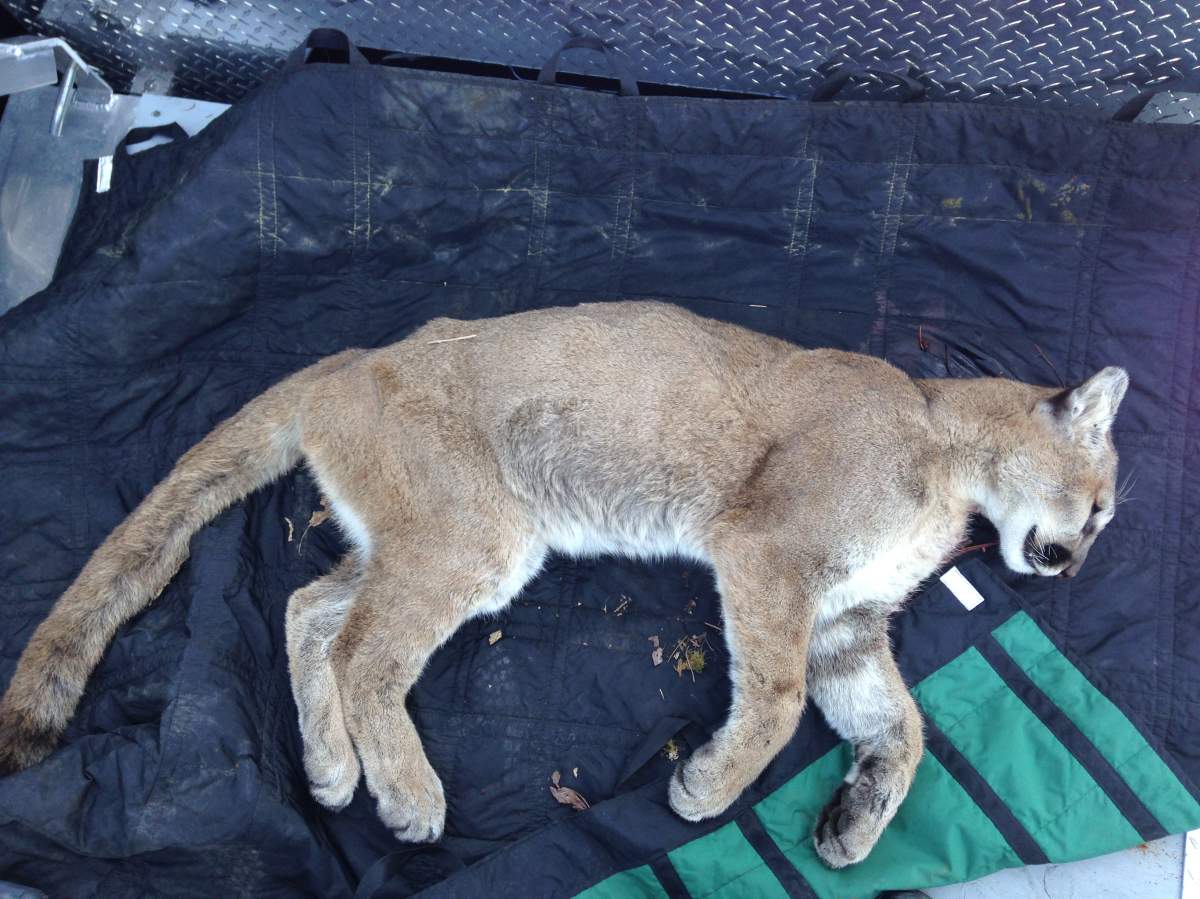 This cougar was shot and killed in West Vancouver on Thursday.