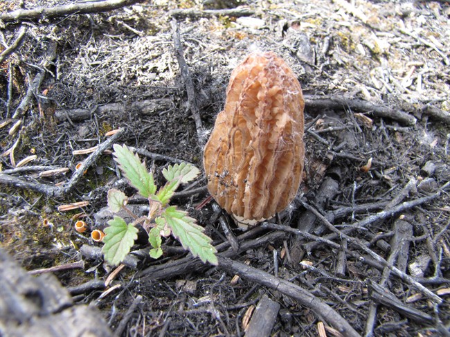 A morel, a type of mushroom, is shown around Sambaa Deh Falls Park in the Dehcho region near Jean Marie River, N.W.T., during the 2014 summer harvest in this undated handout photo.