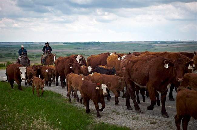 Cowboys move cows northwest of Calgary, on May 28, 2013. 