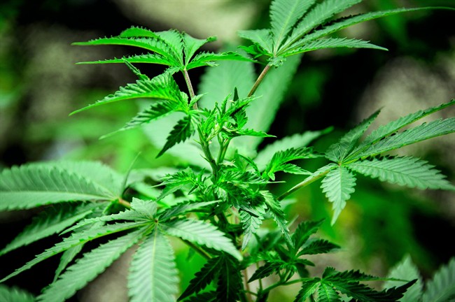 FILE: A photo of a marijuana leaf.