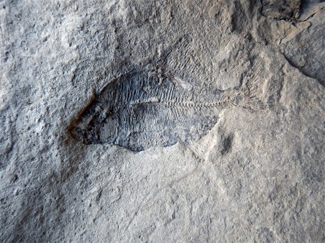 Five rare, complete fish fossils have been unearthed in Calgary