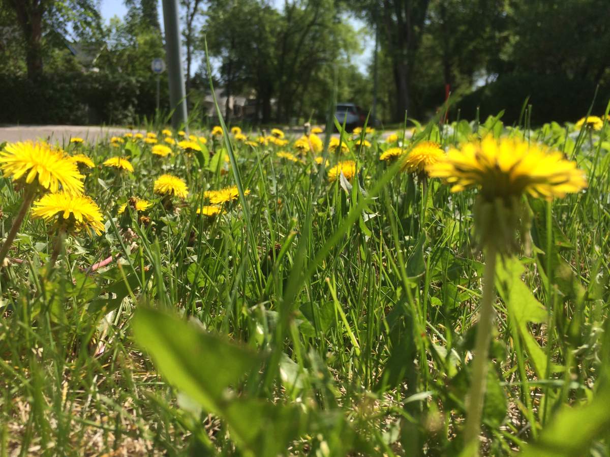 "Just to understand there’s a lot of food even in our own backyard that we can eat is an amazing thing," said foraging expert Natalie Boustead.