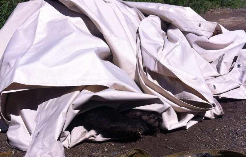 A woman found this dead bear in Kamloops.