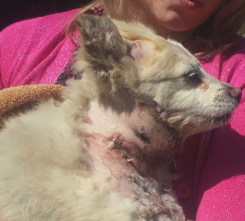 West Kelowna dog mauled by coyote in second brutal attack of the week - image