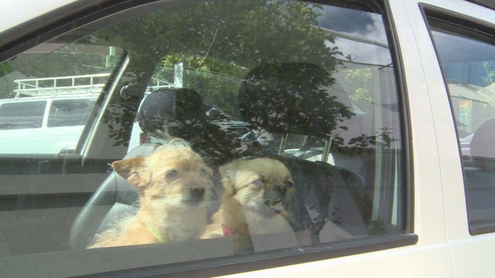 An amendment to bylaws in the city of Port Moody, gives by-law enforcement officers the power to ticket residents who leave their pets in hot cars.