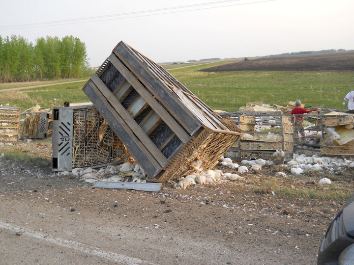 Saskatchewan RCMP say live chickens spilt out of a semi travelling on Highway 5 early Tuesday morning.