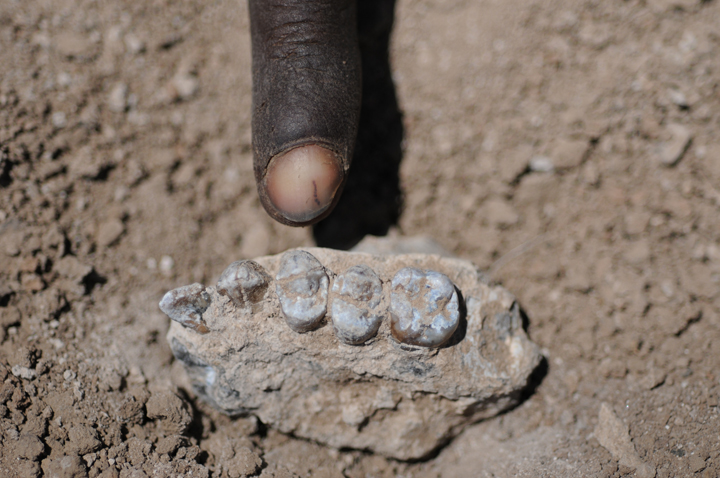 The holotype upper jaw of Australopithecus deyiremeda found on March 4, 2011. 