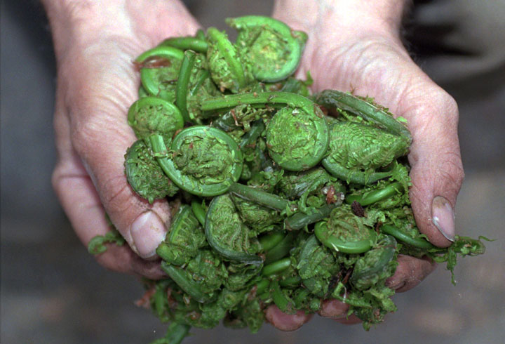 Health Canada has issued a warning to consumers over the preparation of fiddleheads. While they're safe to eat, they must be cleaned and cooked properly.