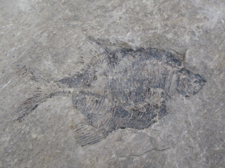 60 millionyearold fossils found in Calgary during basement excavation