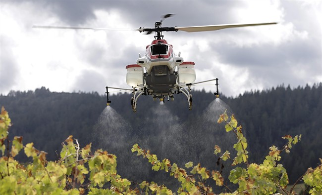 File - In this Oct. 15, 2014, file photo, a drone called the RMAX, a remotely piloted helicopter, sprays water over grapevines during a demonstration of it's aerial application capabilities at the University of California, Davis' Oakville Station test vineyard in Oakville, Calif.