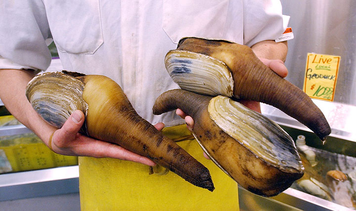 In this June 24, 2003, file photo, a grocer displays live geoduck clams in Seattle.