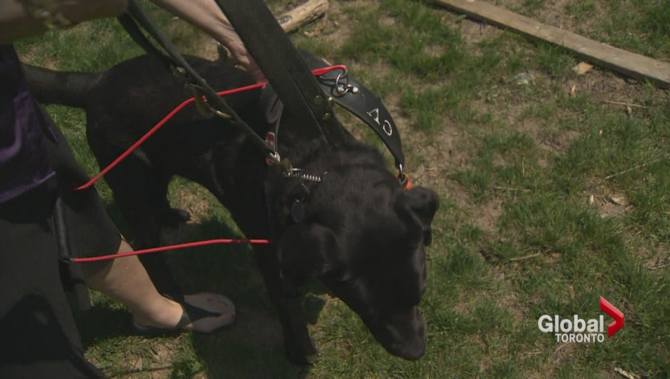 Human rights complaints filed over alleged guide dog discrimination ...