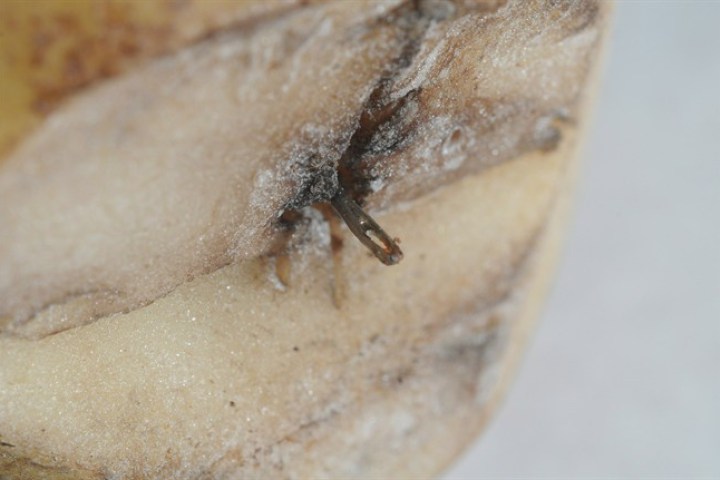 A metal object inserted in a potato purchased in Prince Edward Island in 2014 is shown in an RCMP handout photo.