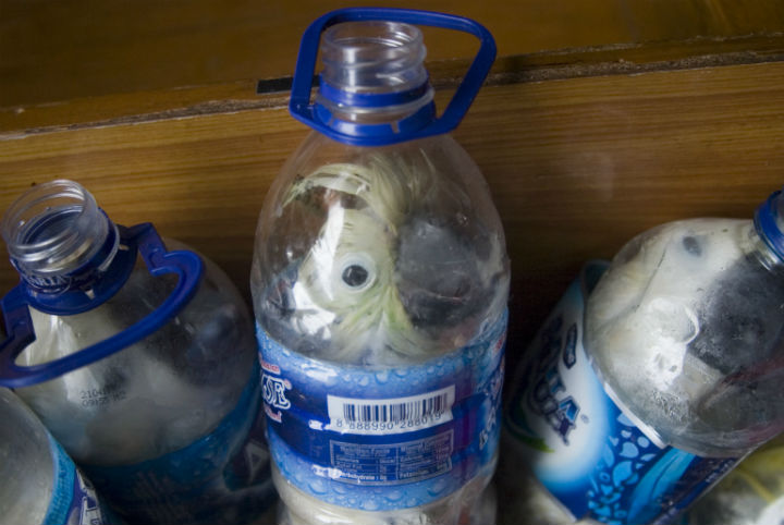 In this photograph taken on May 4, 2015 shows rare Indonesian yellow-crested cockatoos placed inside water bottles confiscated from alleged wildlife smuggler. 
