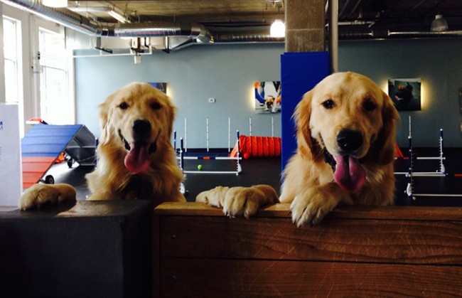 Study aims to uncover why cancer plagues golden retrievers