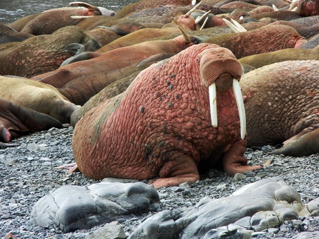 This May, 2015 photo provided by explore.org, shows walruses on a beach, recorded by a robotic camera on Round Island, Alaska.