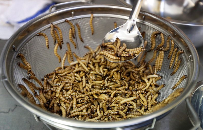 Mealworms are sorted before being cooked Wednesday, Feb. 18, 2015, in San Francisco.