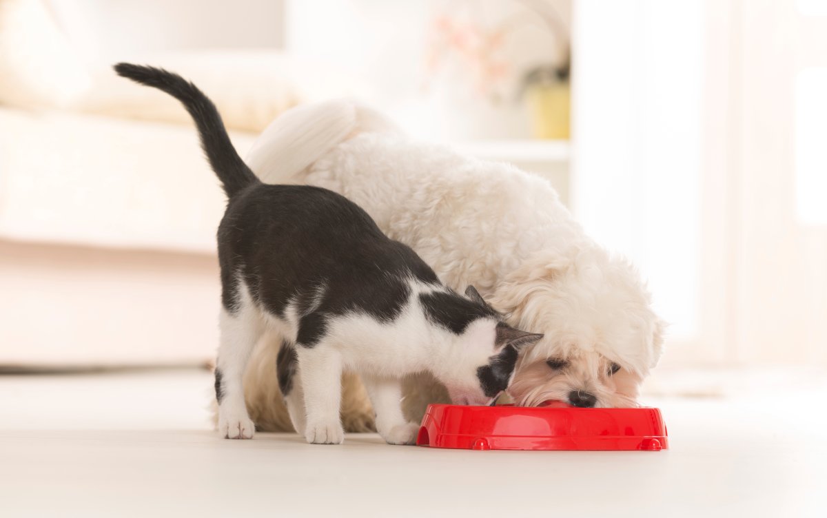 Do you believe any of these 10 common myths about pet food? - image
