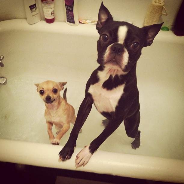 B.C. couple says their dog was sent on the wrong Air Canada flight - image