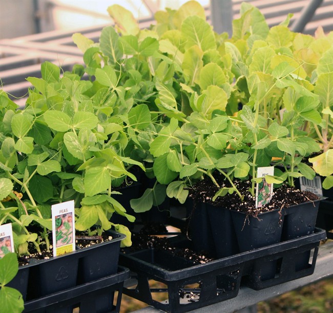 This Monday, May 4, 2015 photo shows pea plant seedlings on display in New Paltz, N.Y. A lot of “six-packs” of pea transplants would be needed for a row of peas, so just plant seeds instead. 