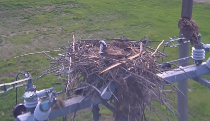 A screengrab of the Tranquille Osprey Cam.