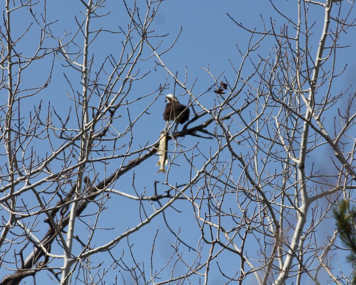 Winnipeg woman snaps picture of osprey with soon to be meal Winnipeg