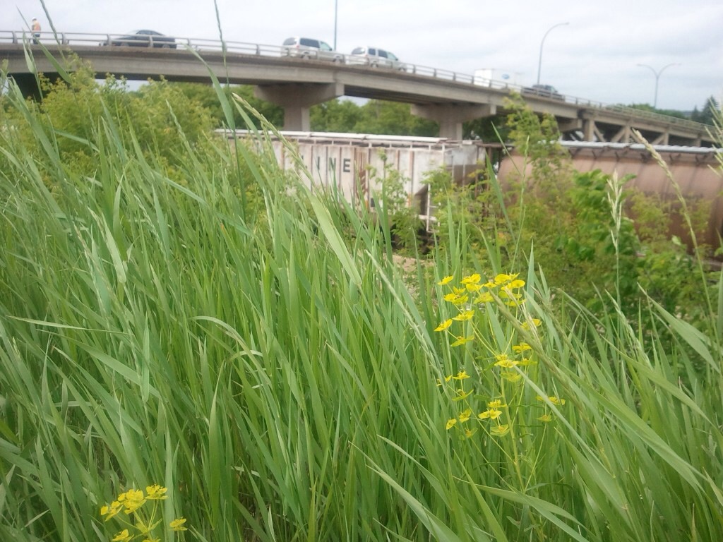 Options are being reviewed for the future of the 8th Street Bridge in Brandon, Manitoba.