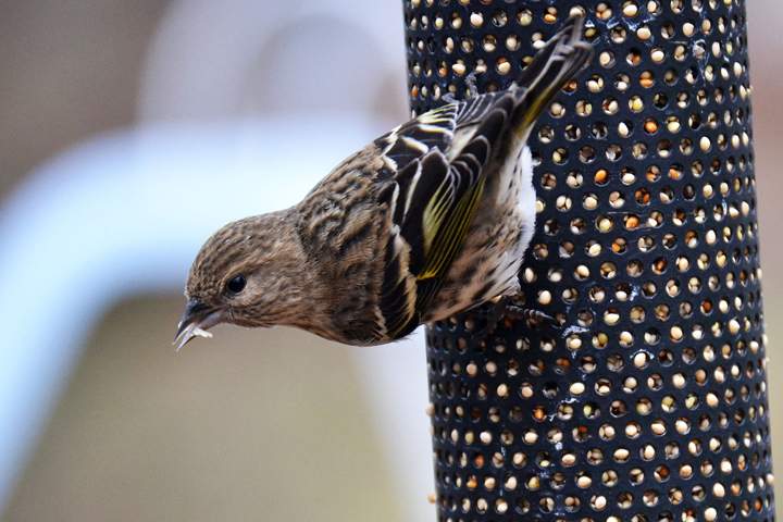 A pine siskin visits a backyard feeder. 