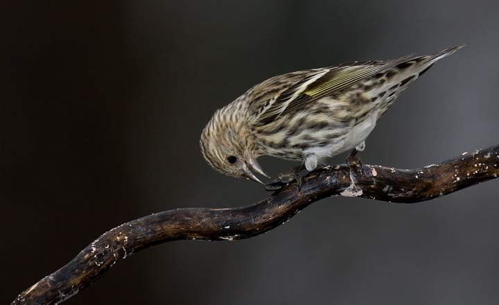 A pine siskin works on a seed.