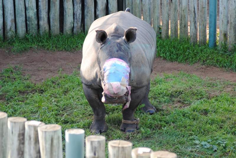 In this photo taken Friday, May 22, 2015 and supplied by Saving the Survivors, a rhino named Hope, stands in her pen in the Eastern Cape province, treated with a dressing where her horns used to be. 