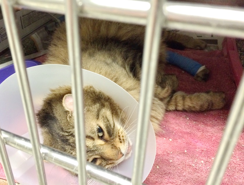 More injured animals arriving at Winnipeg Humane Society - image