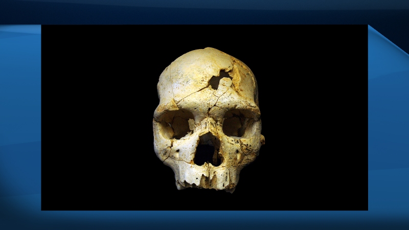 The skull of a prehistoric human  that lived 430,000 years ago and found in a cave in northern Spain.