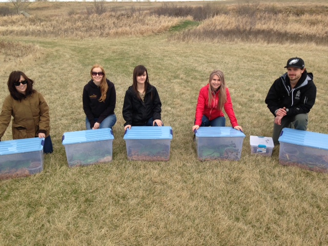 250 snakes released into the wild - image