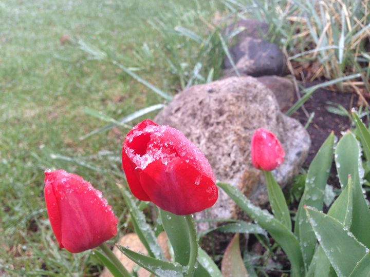 snow Carman Manitoba tulips May