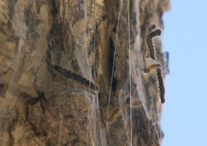The City of Saskatoon says the number of forest tent caterpillars is high this year especially in areas where green ash tree is common.