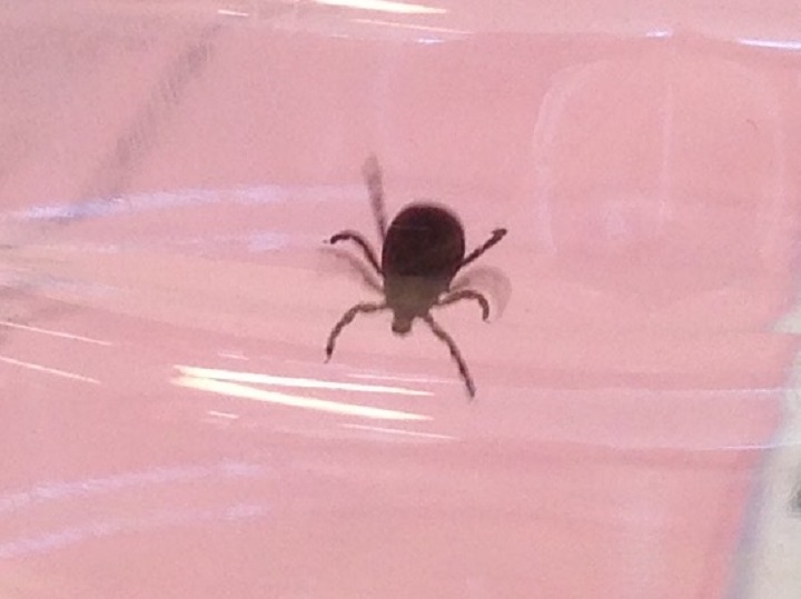 Saskatchewan is experiencing a longer than normal tick season this year.