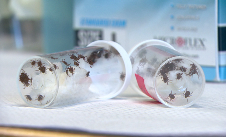 An entomologist says wood ticks are creeping into parts of Saskatchewan where they have never seen before.