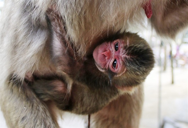 In this Wednesday, May 6, 2015 photo released by the Takasakiyama Natural Zoological Garden, a newborn baby monkey named Charlotte clings to her mother at the zoo in Oita, southern Japan. 