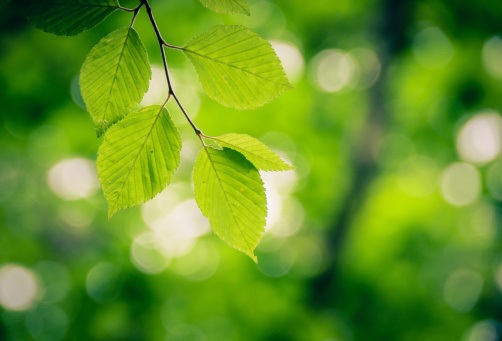 UPDATE: Vancouver park board votes in favour of commemorative tree program - image