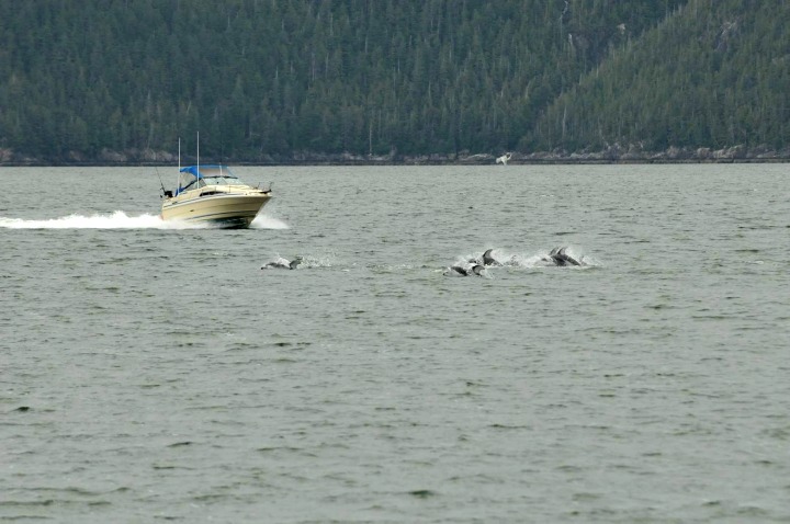 In this file photo, a recreational vessel approaches a group of Pacific white-sided dolphins at speed, increasing the chance of collision and disturbance.