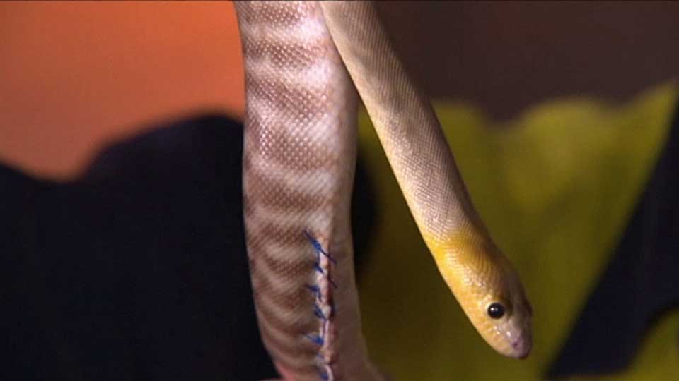Hungry python swallows barbecue tongs