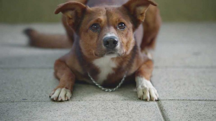 The Montreal SPCA is hoping pet owners will take note and take care of their pets responsibly.